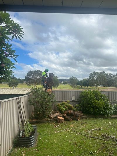 Tree removal completed in Georges Hall backyard with safe cutting and clean-up.