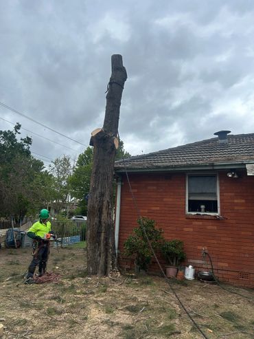 Worker in safety gear prepares to cut a tall tree trunk near a brick house.