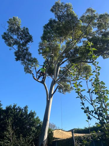 Arborist in bright gear climbing a tall eucalyptus tree against a clear blue sky.
