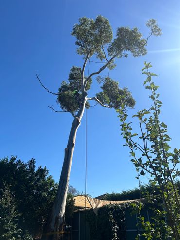 Tree climber working high on a tall tree against a clear blue sky.