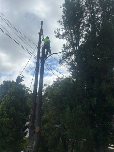 A worker climbs a tree trunk near power lines for trimming.