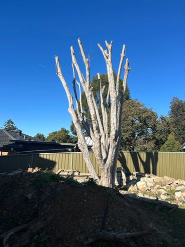 A leafless tree with multiple tall branches against a clear blue sky.