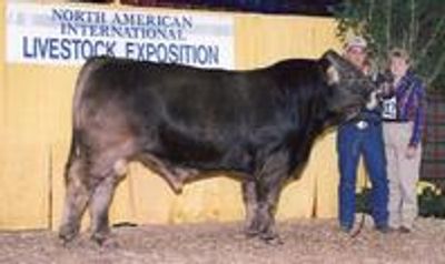 Turnpike Sire of several Thorne Ranch herd