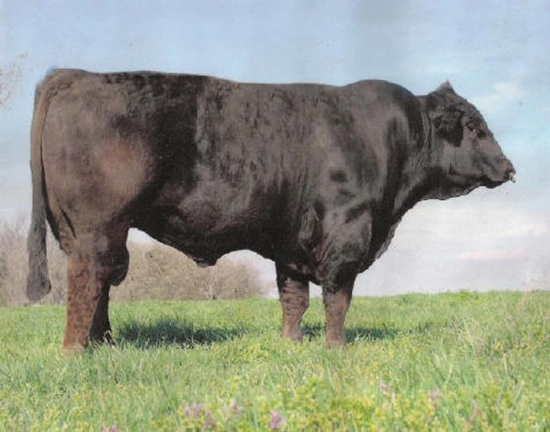 Black Icon H27  Purebred Braunvieh Bull Homozygous Black and Homozygous Polled