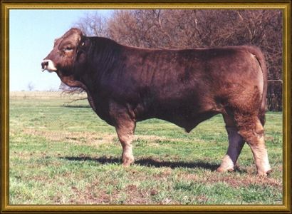 TLC Bud son of Silverwood Dragon 4Y  Sire of TLC Bud's Star R5150 National Show Heifer of the Year