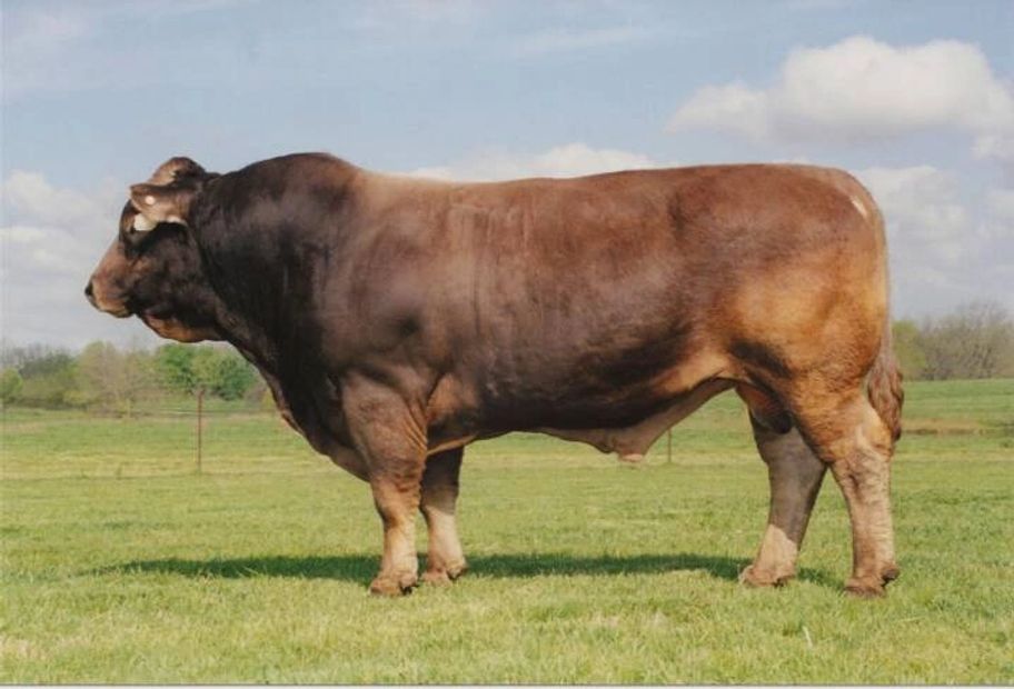Silverwood Dragon 4Y Fullblood Braunvieh Bull