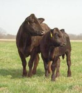 Black Icon sired bull calf with 3/4 Braunvieh Cow