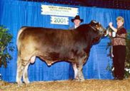 TLC Viagra Grand Champion Bull Louisville KY