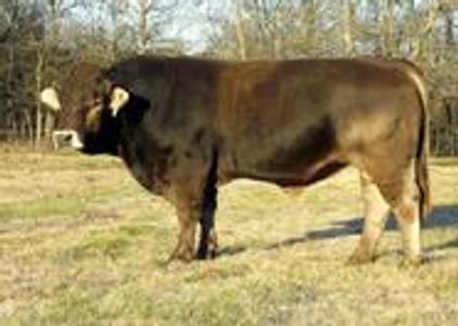 Magnum ET  Sired by Silverwood Dragon 4Y
