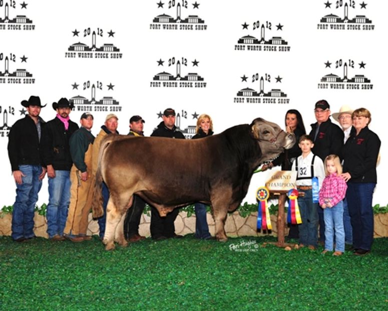 TLC Silver Link W9151 ET  National Braunvieh Show Bull and Sire of the Year.