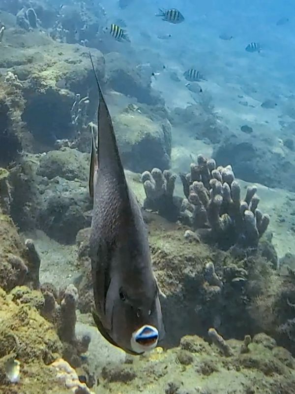 French angel fish at blue heron bridge in florida with scuba instructors in Palm Bay, Melbourne and