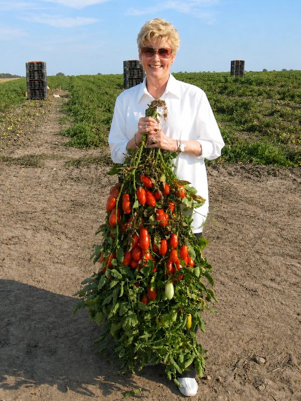Woman holding a large bunch of ripe tomatoes in a field.