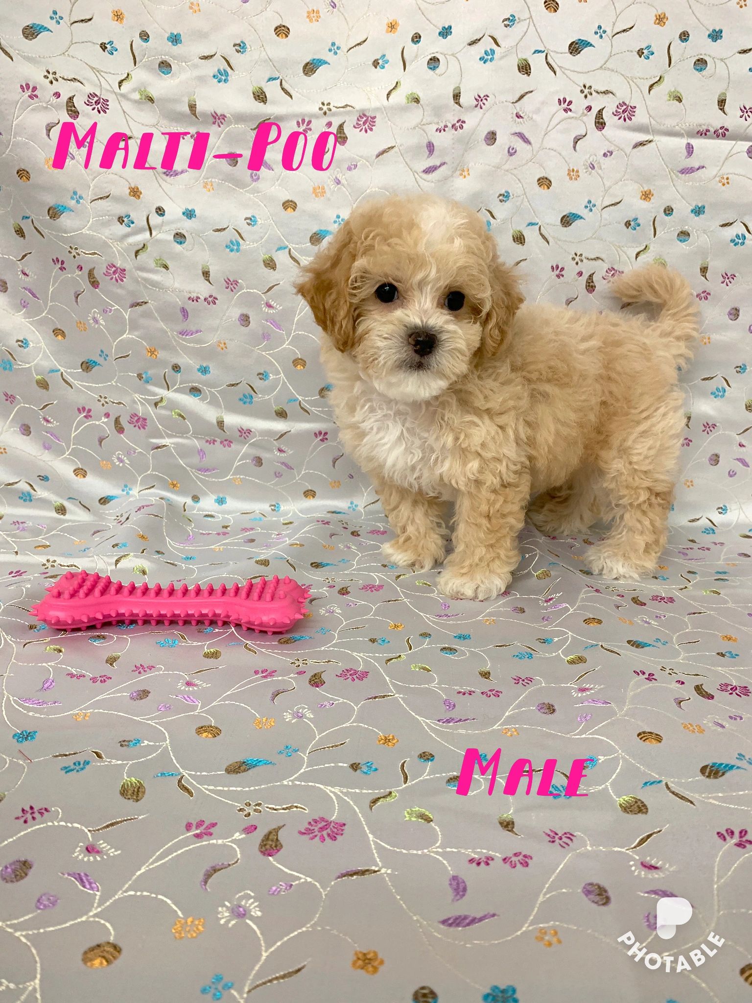 Breeder Info Ohio Puppy