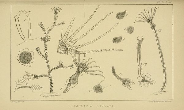Naturalist drawings and sketches of sealife