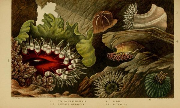 Colourful and realistic drawings of sea anemone, mostly