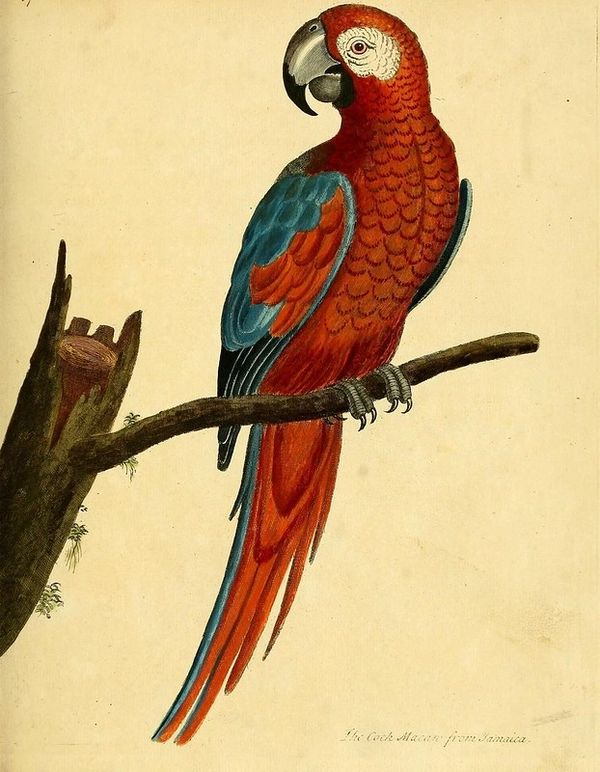 Colourful drawing of a red and blue parrot perched on a branch