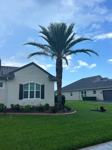 Residential palm tree trimming