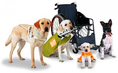 Service dog training Orange County Los Angeles