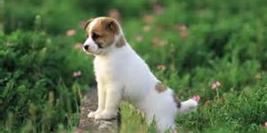 Puppy training