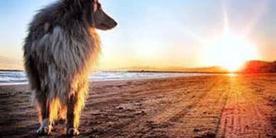Board and Train dog behaviorist Orange County Los Angeles