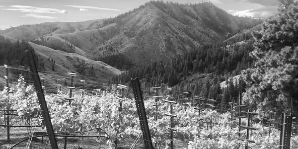 Bear Barton Vineyard is located in Cashmere Washington at an elevation of 3,100.