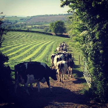 milking time, silage time, grass to glass, cotswolds, north cotswolds dairy co, milk vending machine