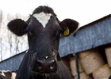 milk vending machine, cows, milk, farm shop, dairy,