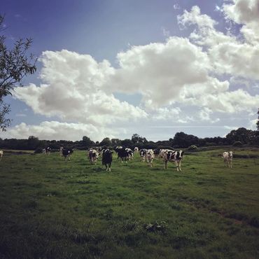 milking time, milk vending machine, out to grass, chewing the cud, north cotswolds dairy co, milk