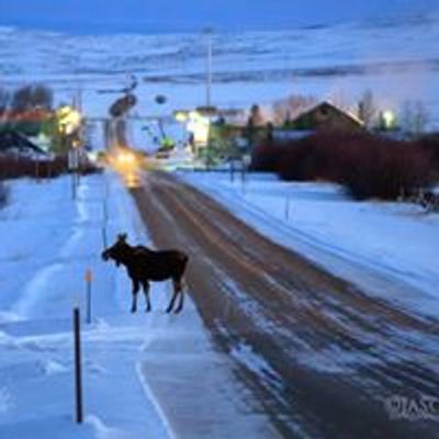 A moose making his way across the highway up the street from the lodge.