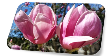 Reiki first-degree shoden training, live and in-person in Live Oak, Suwannee County, Florida