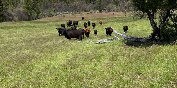 Aberdeen angus grazing in a mountain meadow