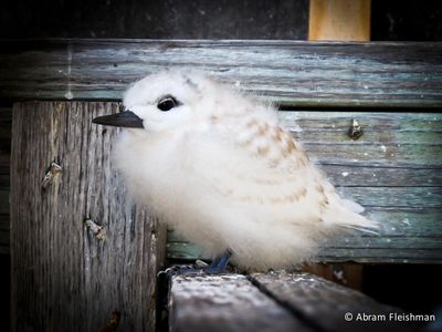 A fluffy baby bird perched on weathered wooden planks.