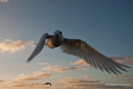 A white bird in flight against a serene sky at sunset.