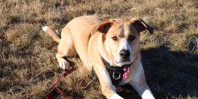 Learn about dog behaviour!