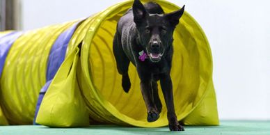 Did someone say tunnel? Run fast and run hard!