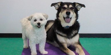 Harmony can be taught in Reactive Canine