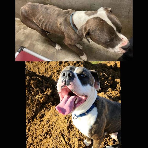 Before and after photos of a dog showing transformation.