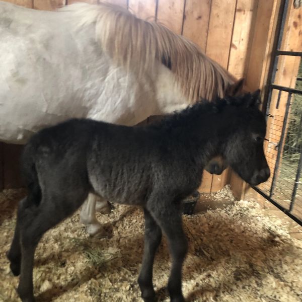 A black foal standing next to a white horse inside a wooden stable.