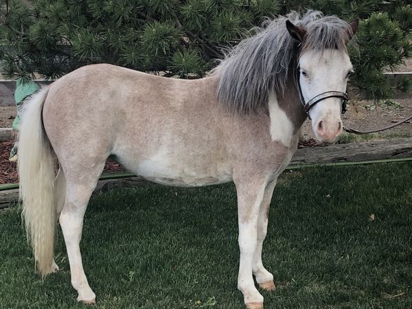 A small horse with a gray and white coat standing on grass.