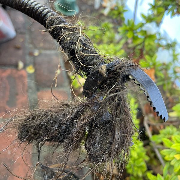 Roots in sewer