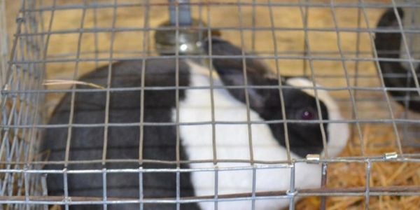 Proper caging for a small rabbit.