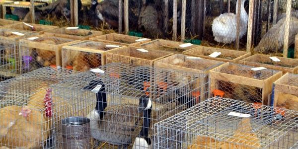 Cage od Canada Geese and Buff Orphington Chickens