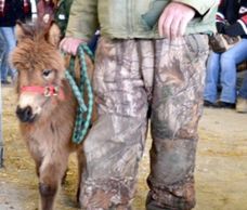 A young pony is lead into the arena by its owner.