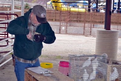 Ted Golka is tagging a cage of pigeons that will be sold to benefit the Scholarship Fund.