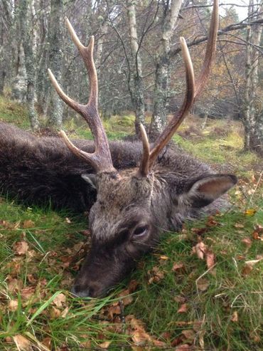 A close-up of a deer with antlers lying on grass in a forest.