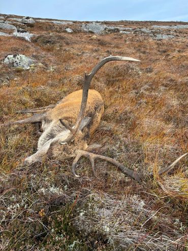 A deer resting on autumn grassland with large antlers.