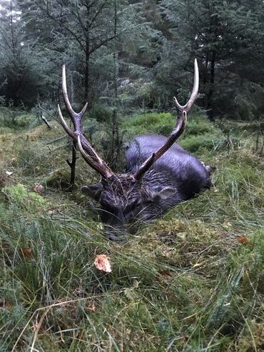 A deer with large antlers lying on forest floor covered in grass and moss.