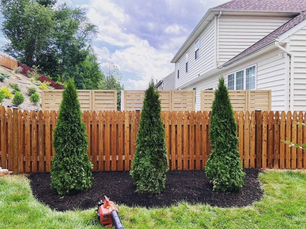 Arborvitae emerald green installed and edged and mulch installed