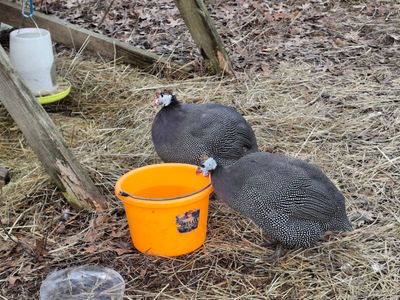 Two guinea fowls near an orange bucket in a rustic outdoor setting.