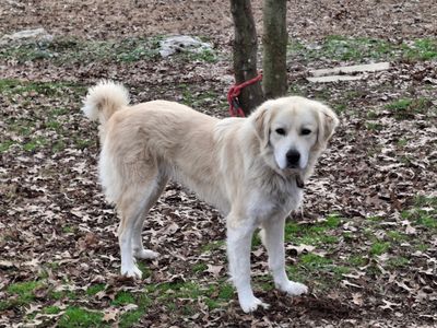 Light-colored dog tied to a small tree outdoors in autumn leaves.